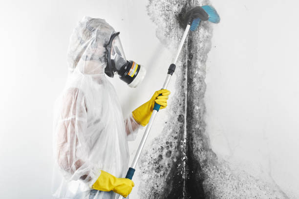 Best Industrial Mold Remediation  in Dillonvale, OH