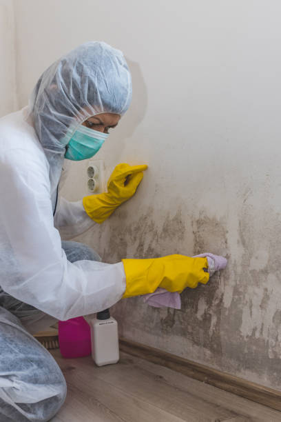Biohazard Mold Removal in Dillonvale, OH