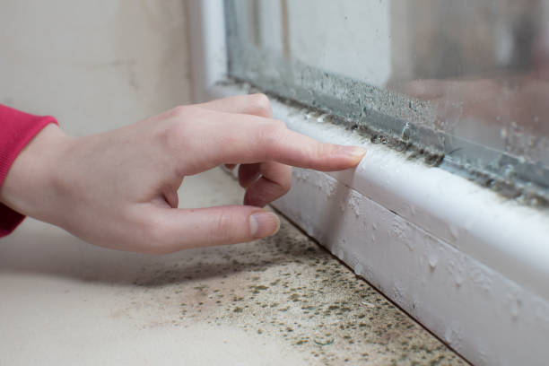 Best Mold Prevention Services  in Dillonvale, OH